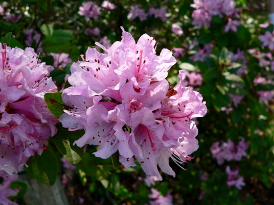 {Rhododendron chapmanii}